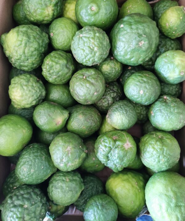 Limes Kaffir