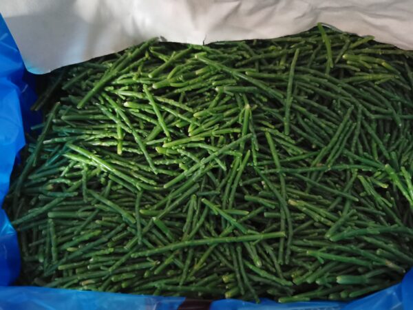 Salicornia
