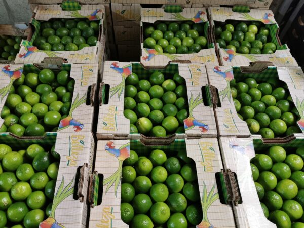 Limes Brasile