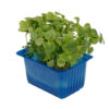 Shiso green cress - immagine 2