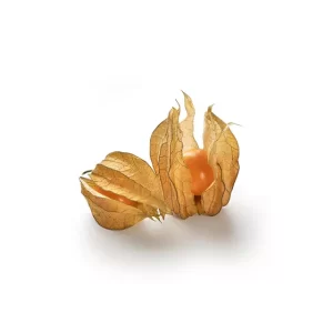 Physalis