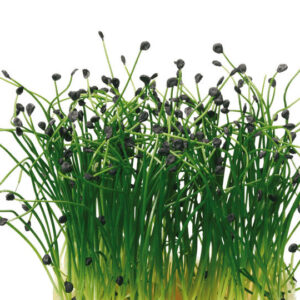 Rock Chives