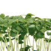 Shiso green cress