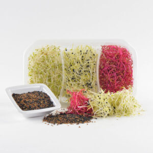 Trimix gourmet (Cav. broccolo, Alfalfa, Cipolla)