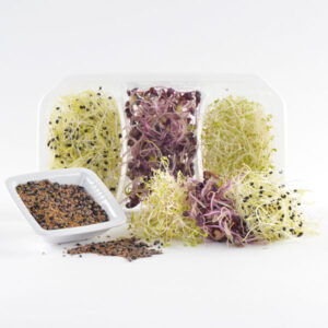 Trimix sandwich ( Porro, Alfalfa, Rav. Rosso Purple)