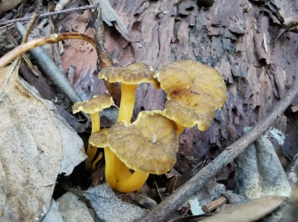 Galletti grigi, Cantharellus lutescens