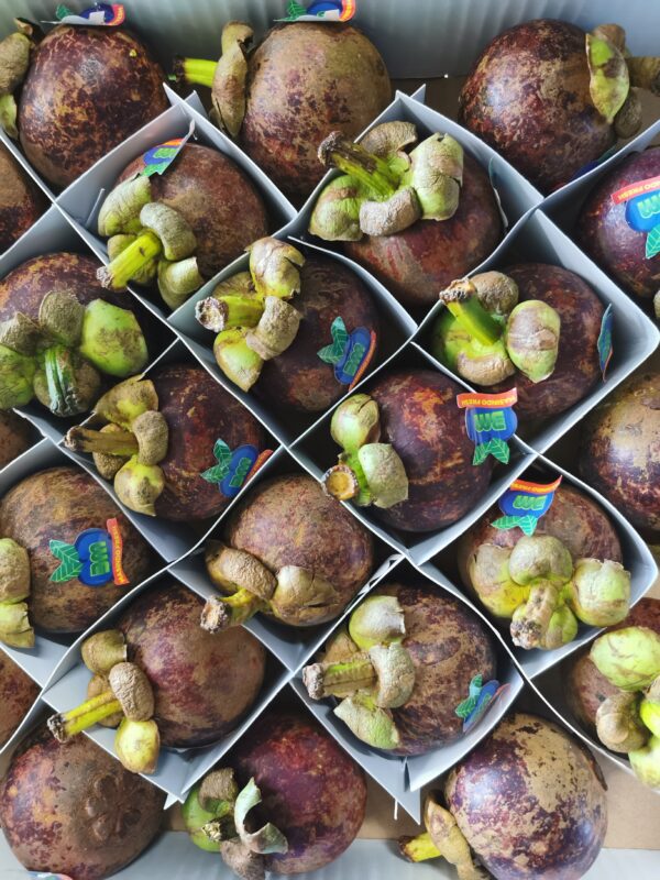 Mangosteen