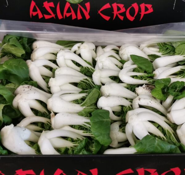 Paksoi mini